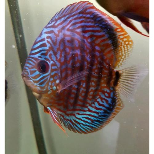 Discus fish