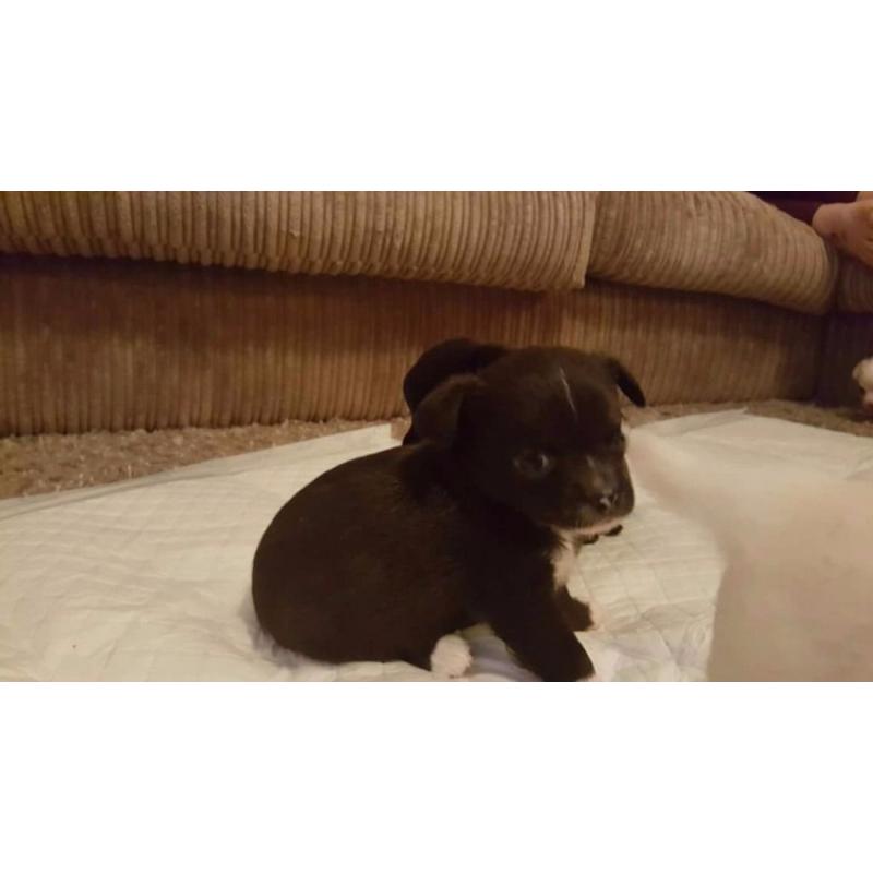 Chihuahua puppys ??