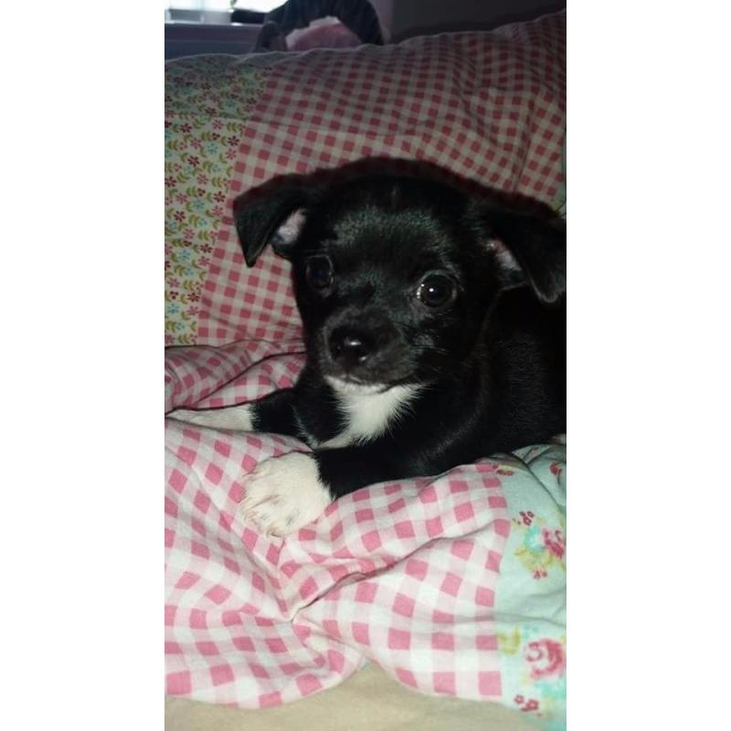 Chihuahua puppys ??