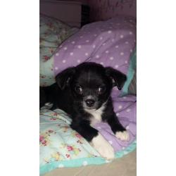 Chihuahua puppys ??