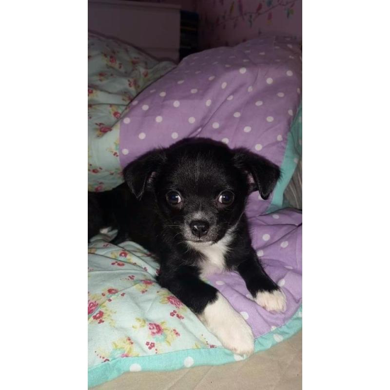 Chihuahua puppys ??