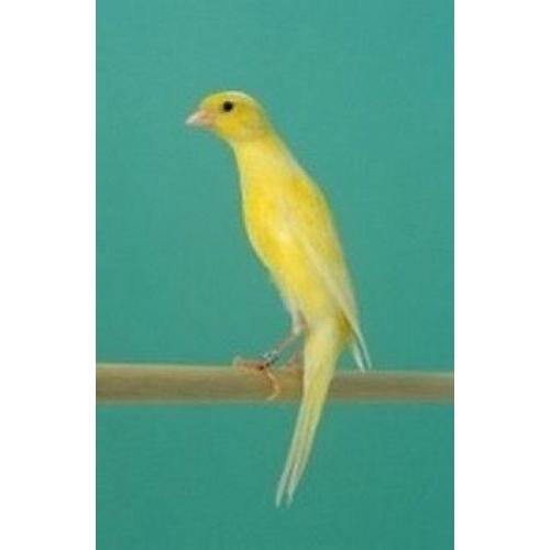 Trio of scotch fancy canaries