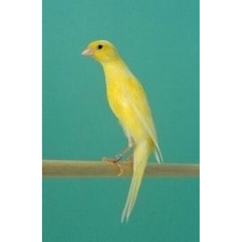 Trio of scotch fancy canaries