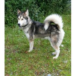 Husky x Alaskan Malamute Female