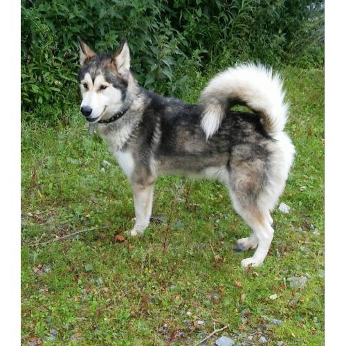 Husky x Alaskan Malamute Female