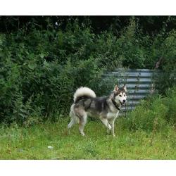 Husky x Alaskan Malamute Female