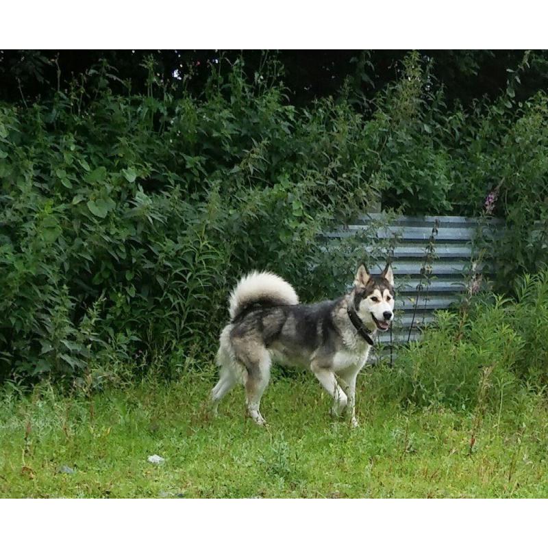 Husky x Alaskan Malamute Female
