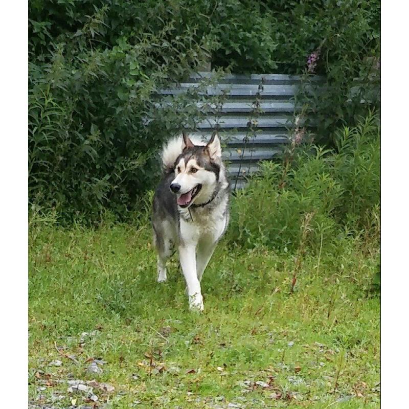 Husky x Alaskan Malamute Female