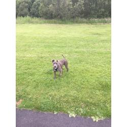 Blue brindle staffy pup
