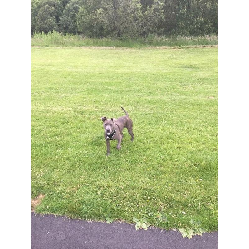 Blue brindle staffy pup
