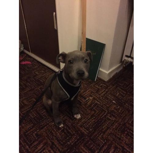 Blue brindle staffy pup