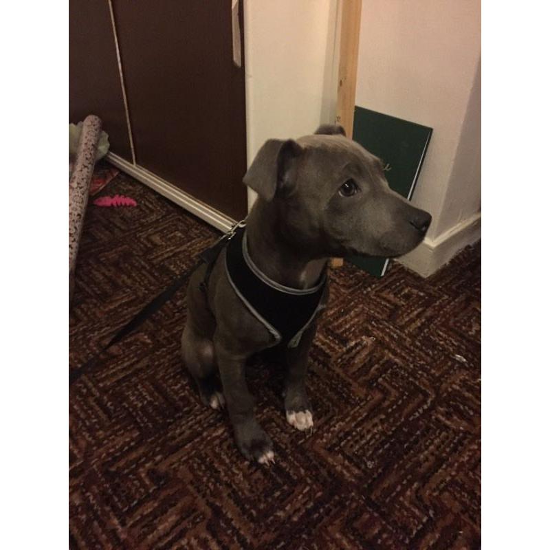 Blue brindle staffy pup