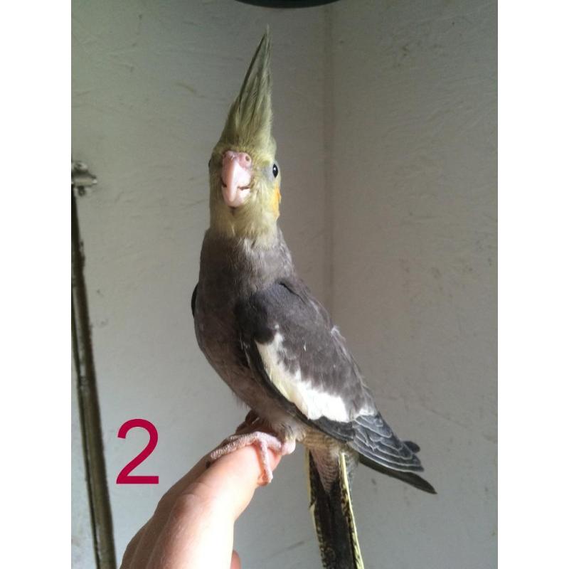 Hand Tame Baby Cockatiels LAST 1