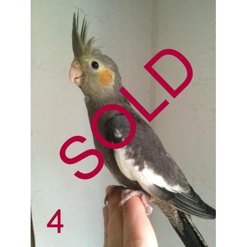 Hand Tame Baby Cockatiels LAST 1