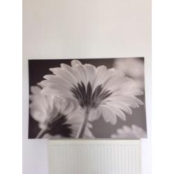 Large Picture
