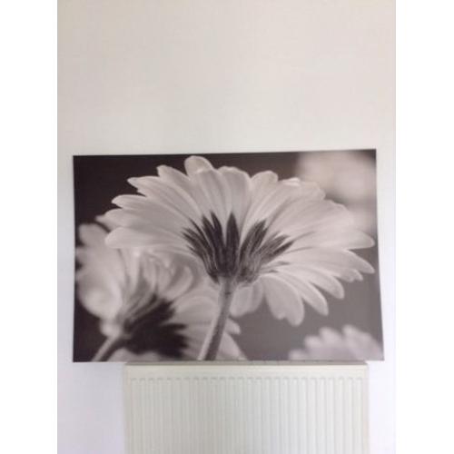 Large Picture