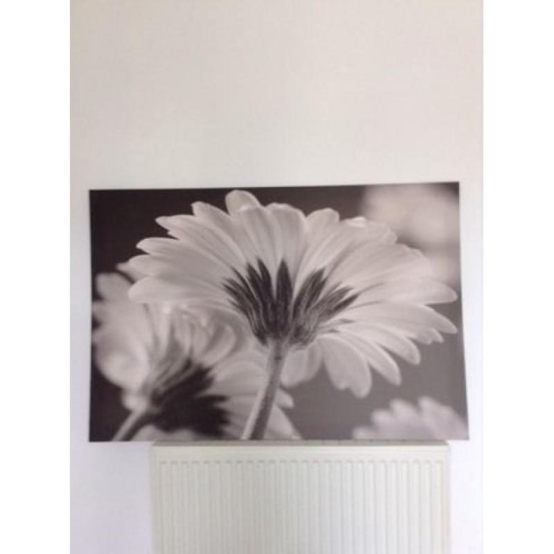 Large Picture