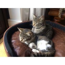 Two Beautiful Tabby Girls Looking For Forever Home
