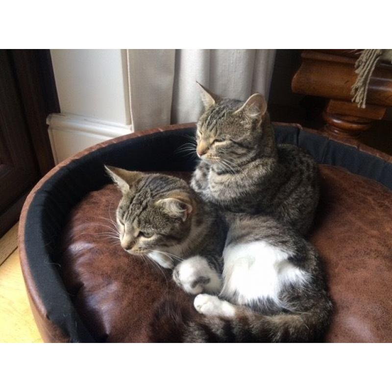 Two Beautiful Tabby Girls Looking For Forever Home