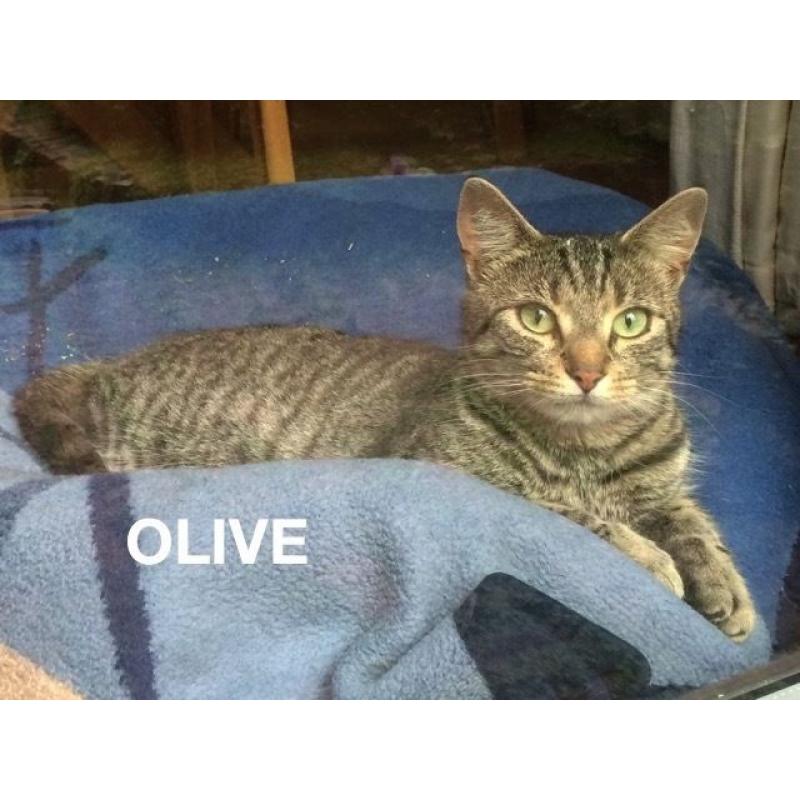 Two Beautiful Tabby Girls Looking For Forever Home