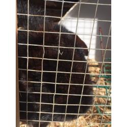 2 rabbits and a cage and accessories for sale