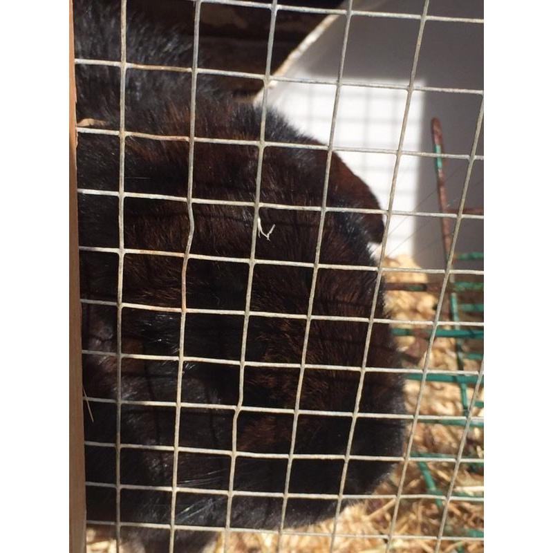 2 rabbits and a cage and accessories for sale