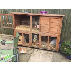 2 rabbits and a cage and accessories for sale
