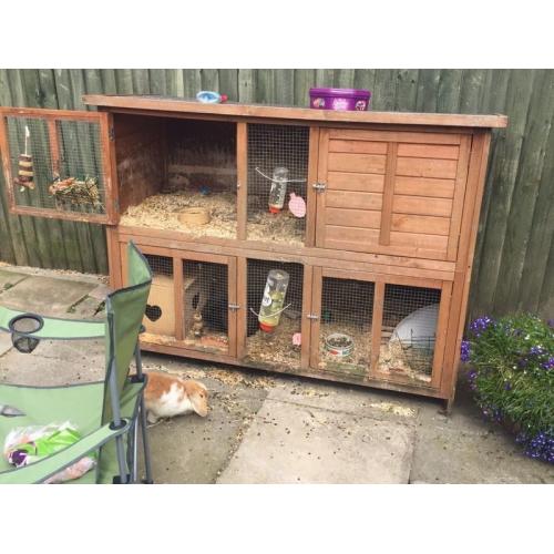 2 rabbits and a cage and accessories for sale