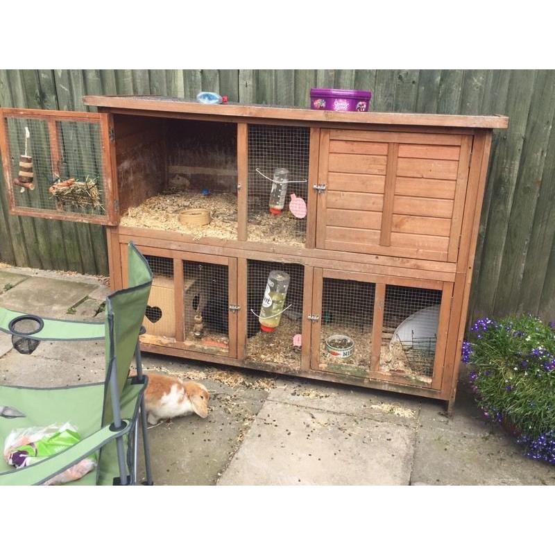 2 rabbits and a cage and accessories for sale