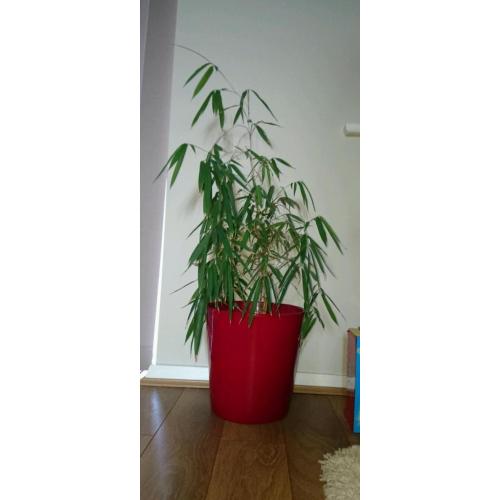 Indoor bamboo plant in red pot