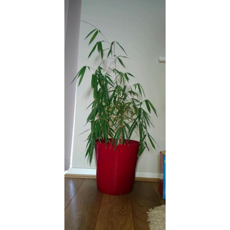 Indoor bamboo plant in red pot