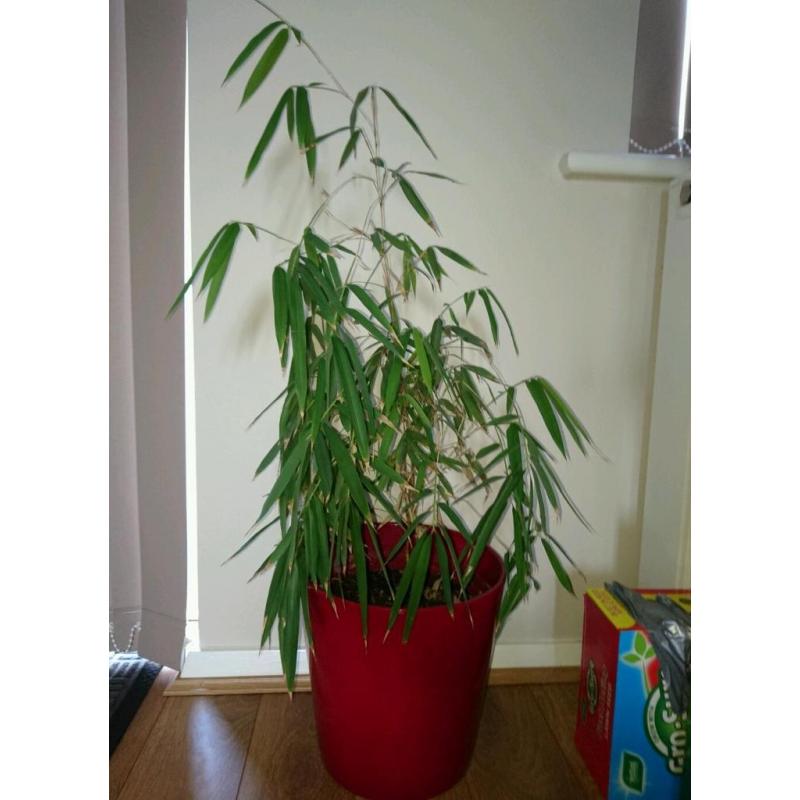 Indoor bamboo plant in red pot