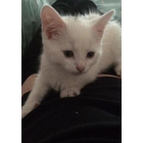 White Kitten