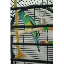 Parakeet