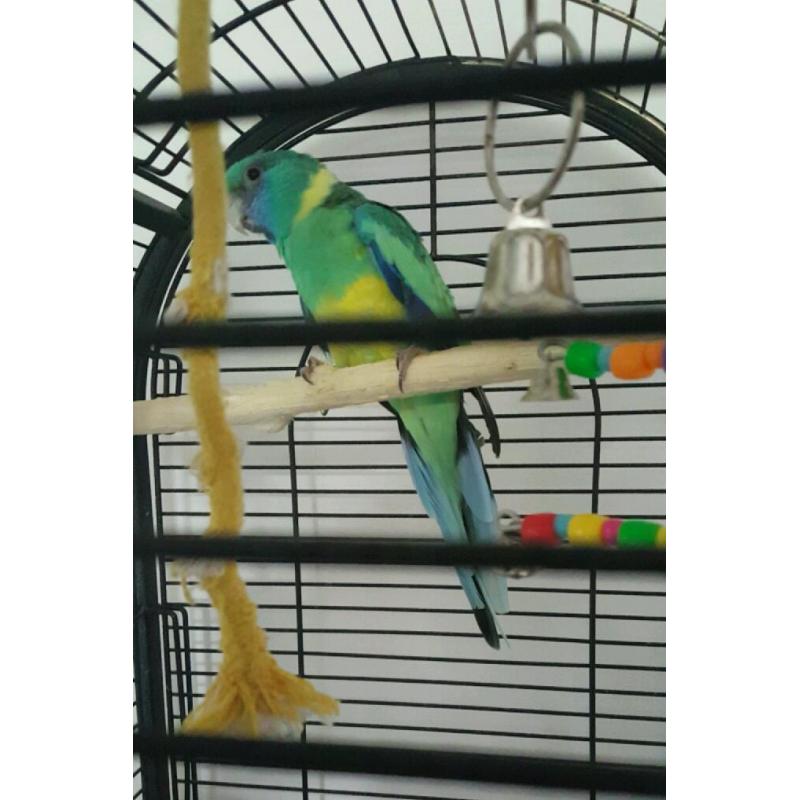 Parakeet