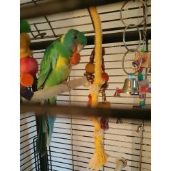 Parakeet