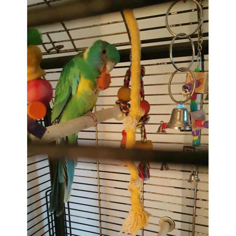 Parakeet