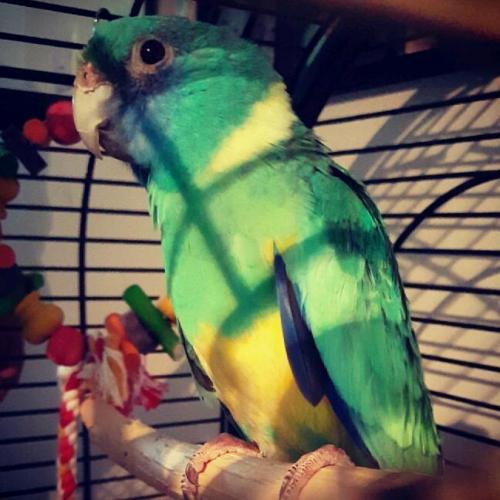 Parakeet
