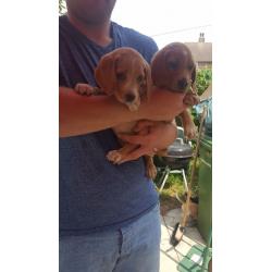 beautiful beagle puppies