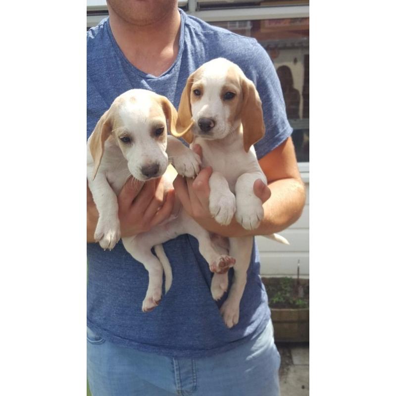 beautiful beagle puppies