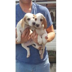 beautiful beagle puppies