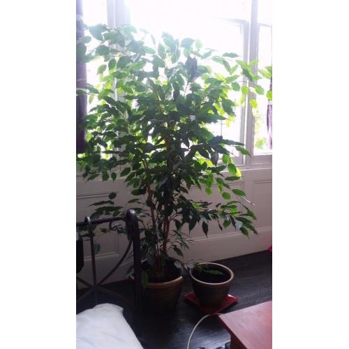extremely large and beautiful ficus in a stylish pot with Greek ornament 