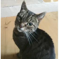 Cat needing loving home