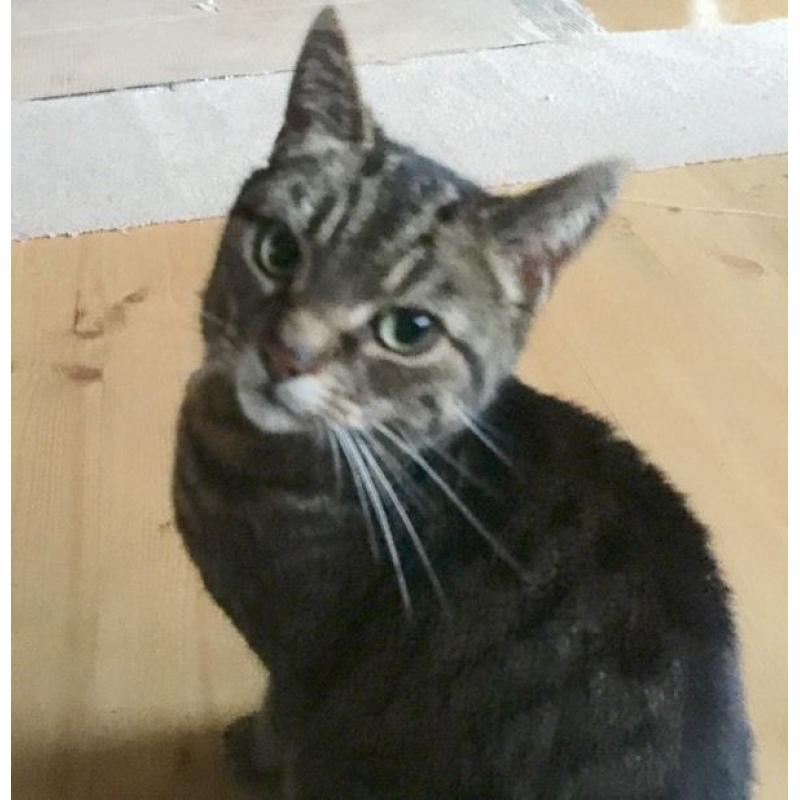 Cat needing loving home