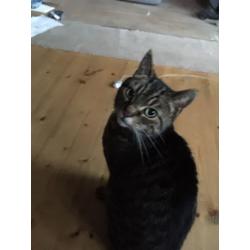 Cat needing loving home