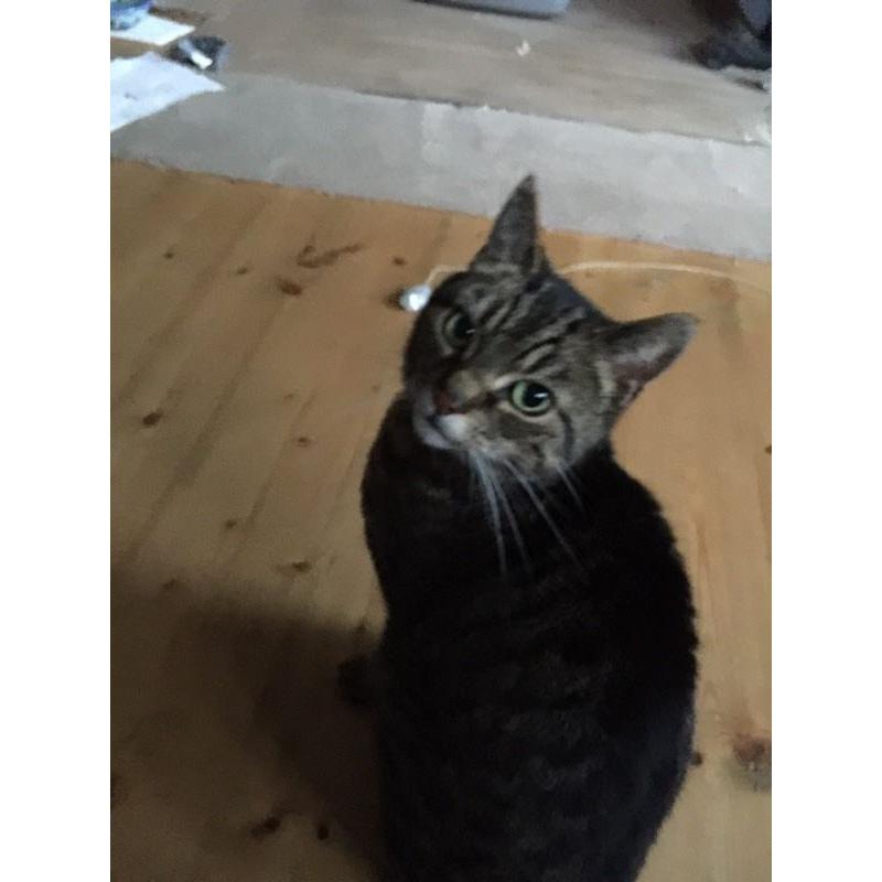 Cat needing loving home