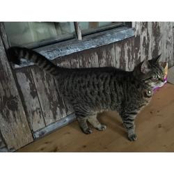 Cat needing loving home