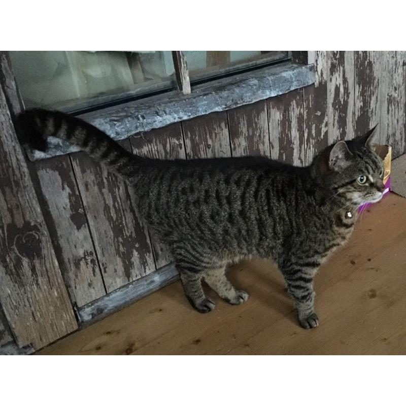 Cat needing loving home