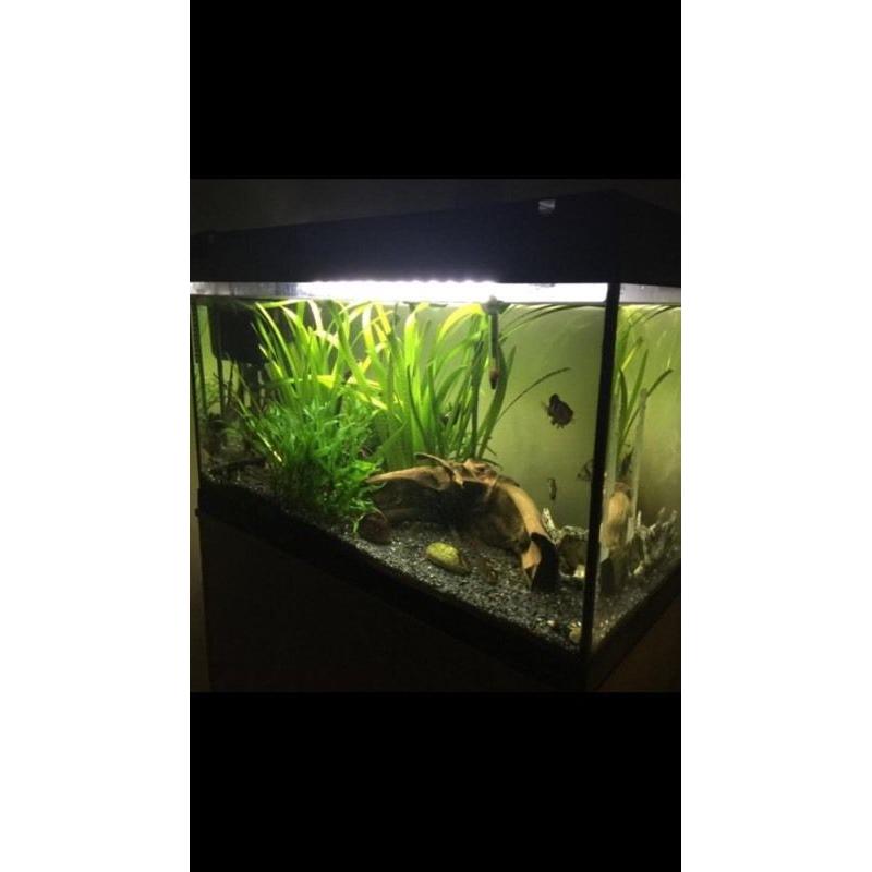 Fish Tank and Cabinet - Fluval 125L