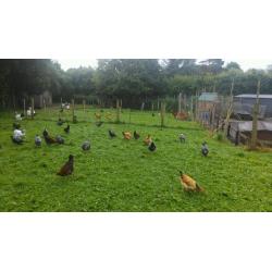Pure bred poultry for sale